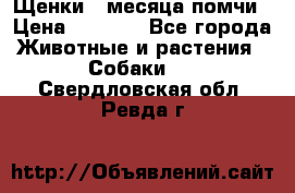 Щенки 4 месяца-помчи › Цена ­ 5 000 - Все города Животные и растения » Собаки   . Свердловская обл.,Ревда г.